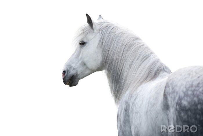 Poster Wit paard op een lichte achtergrond