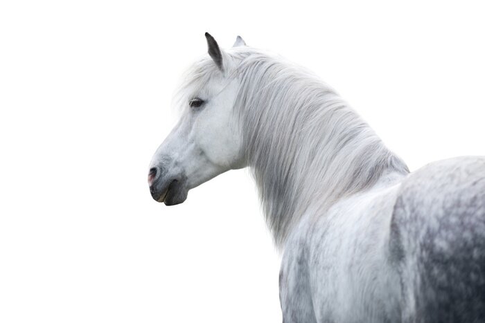 Poster Wit paard op een lichte achtergrond