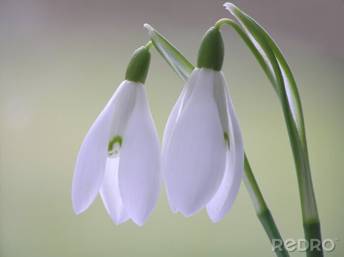 Poster wit sneeuwklokje