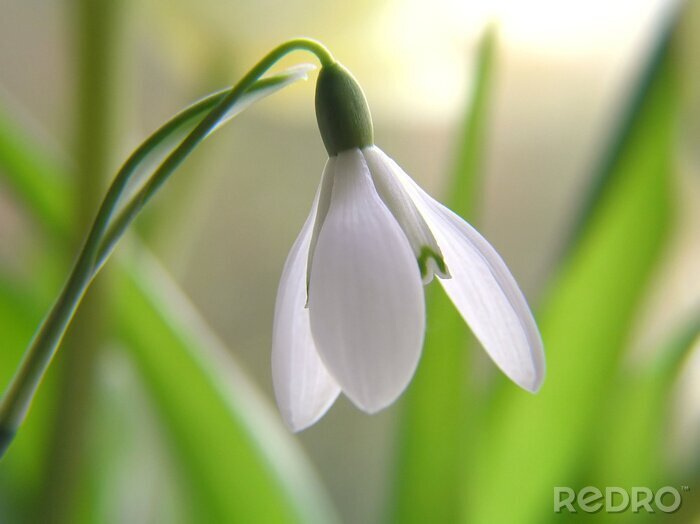 Poster Wit sneeuwklokje