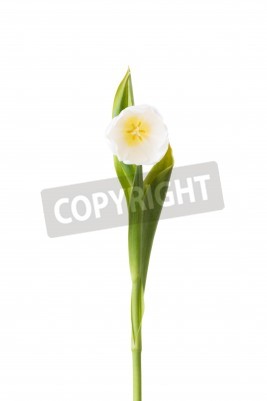 Poster Witte afzonderlijke tulp