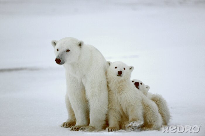Poster Witte beer familie
