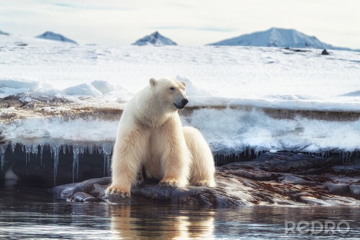 Poster Witte beer op ijs