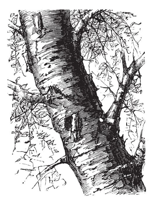 Poster Witte Berk of Betula papyrifera, boom, boomstam, ouderwetse, gravure