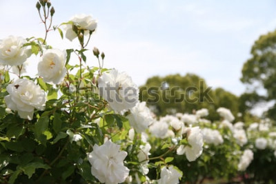 Poster Witte bloemen aan de struiken in de zon