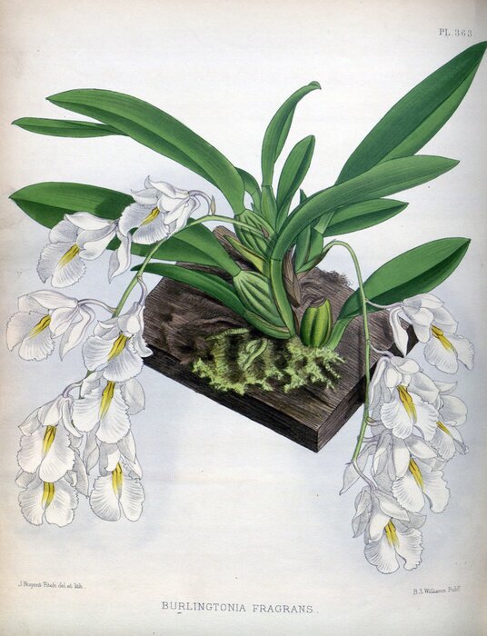 Poster Witte bloemen aan hangende scheuten