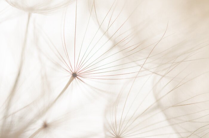 Poster Witte bloemen in een wit decor