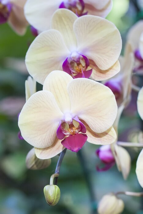 Poster Witte bloemen met fuchsia hartjes