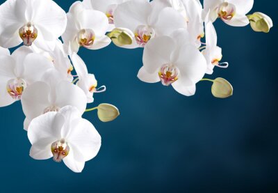 Poster Witte bloemen met vlezige bloemblaadjes