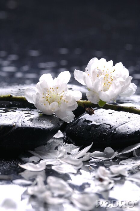 Poster Witte bloemen op basis van natte stenen
