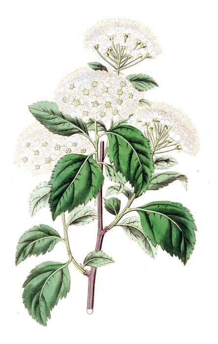 Poster Witte bloemen op een afgesneden takje