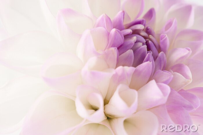 Poster Witte bloemhoofd met paarse tint