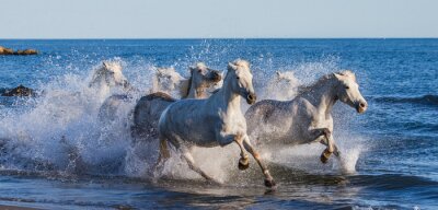 Witte Camargue paarden galopperen langs de zee strand. Parc Regional de Camargue. Frankrijk. Provence. Een uitstekende illustratie