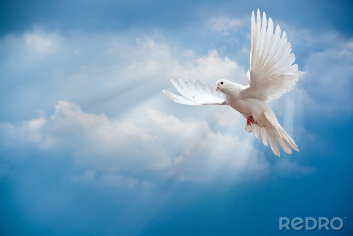 Poster Witte duif in de lucht