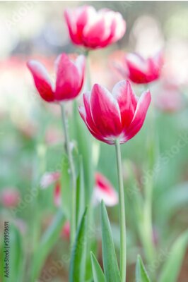 Poster Witte en roze tulpen