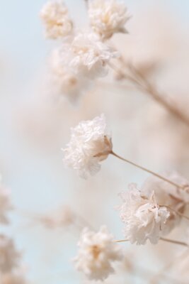 Witte gipsbloemen