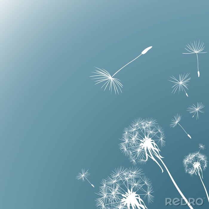 Poster Witte grafische paardenbloemen en zaden