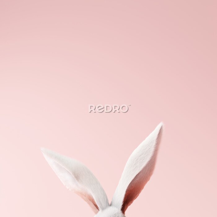 Poster Witte konijnenoren op roze achtergrond
