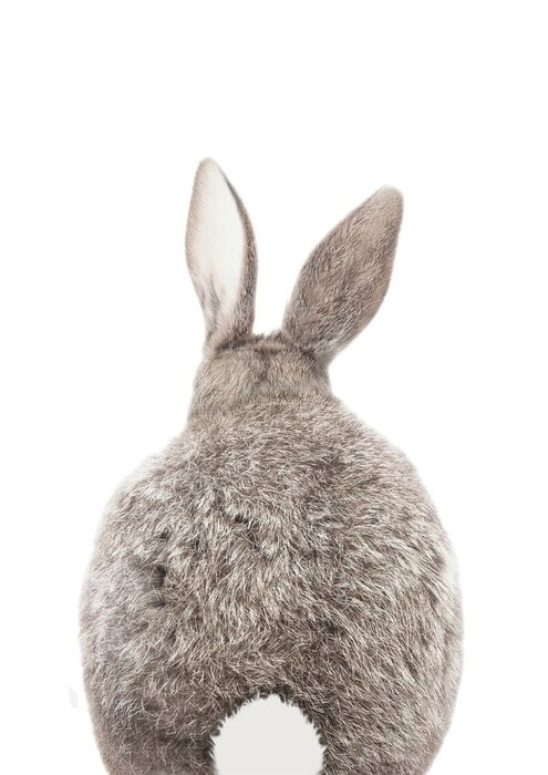 Poster Witte konijnenstaart