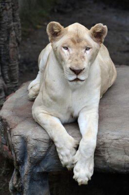 Witte leeuwin op een rots