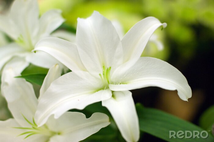 Poster Witte lelie