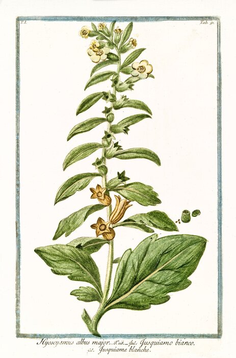 Poster Witte lelie retro illustratie uit een boek