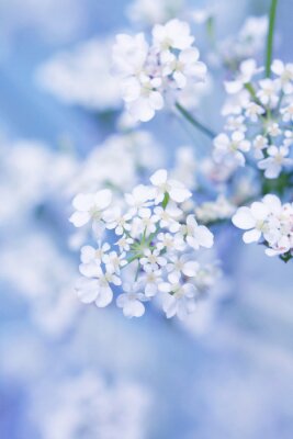 Poster Witte lentebloemen op een onscherpe achtergrond