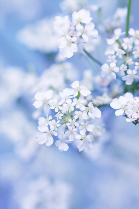 Poster Witte lentebloemen op een onscherpe achtergrond