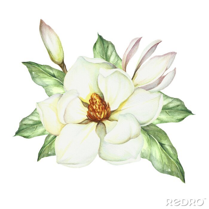 Poster Witte magnolia vermengd met groene bladeren