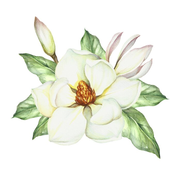 Poster Witte magnolia vermengd met groene bladeren