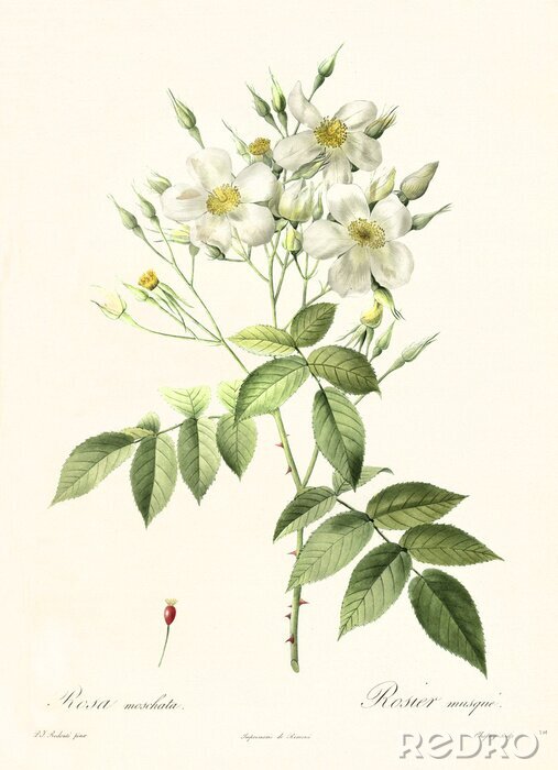 Poster Witte musk rozen botanische schets