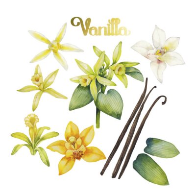 Poster Witte orchidee en bloemen en vanilleblaadjes
