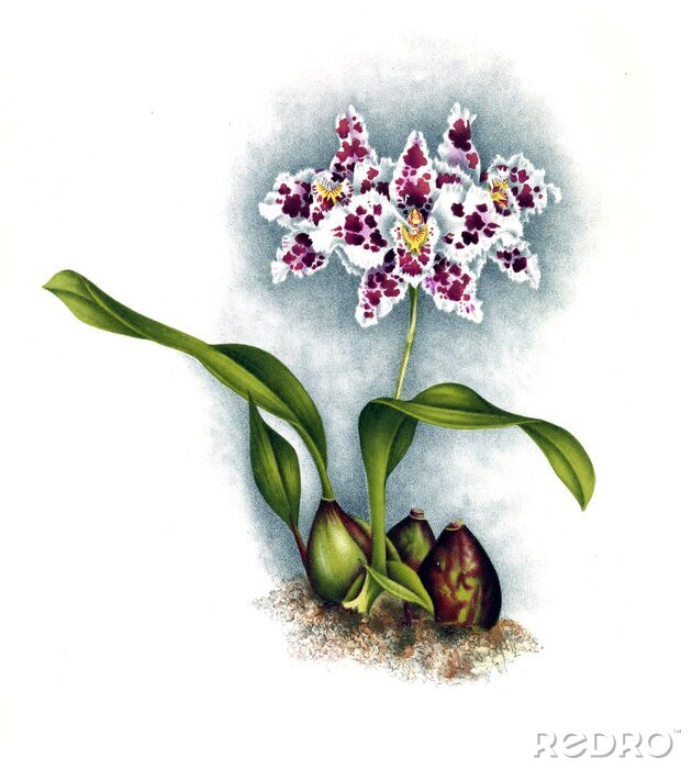 Poster Witte orchidee gespikkelde bloembladen