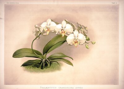 Poster Witte orchidee op een verouderde achtergrond