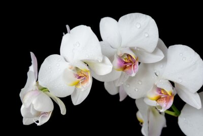 Witte orchidee op een zwarte achtergrond