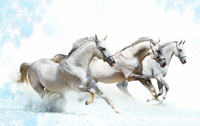 Witte paarden en blauwe sneeuwvlokken