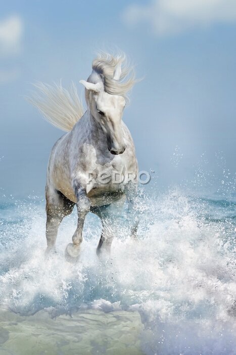 Poster Witte paarden galopperen door de ruwe golven
