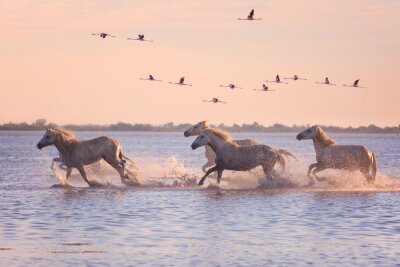 Fotobehang Witte paarden galopperen door het water met vliegende flamingo's