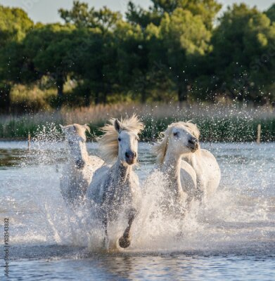 Poster Witte paarden galopperen in de rivier.