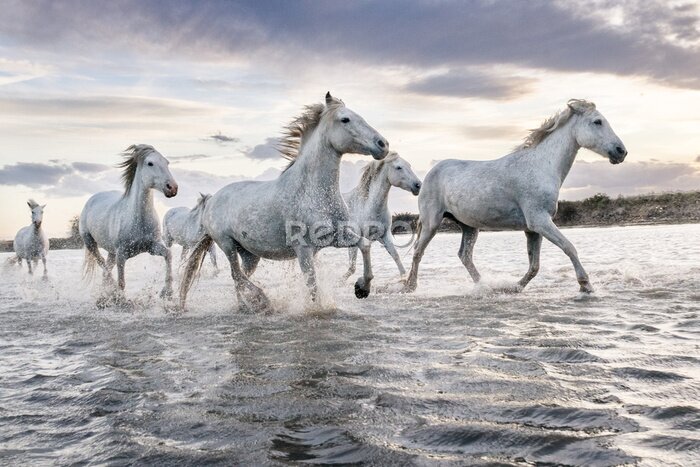 Poster Witte paarden galopperen in het water