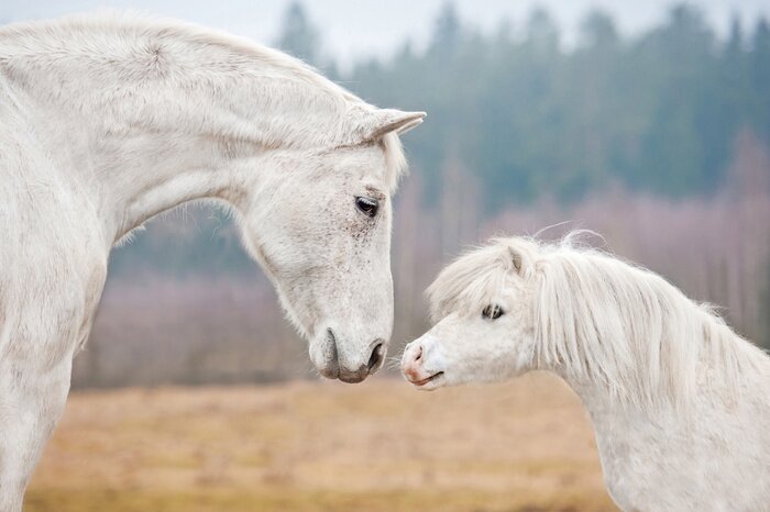 Poster Witte paarden in het veld