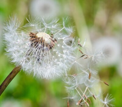 Witte paardenbloem in de wind