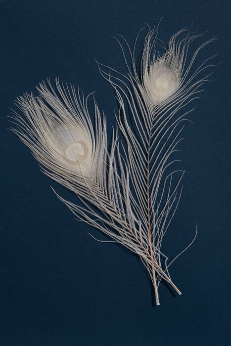 Poster Witte pauwenveren