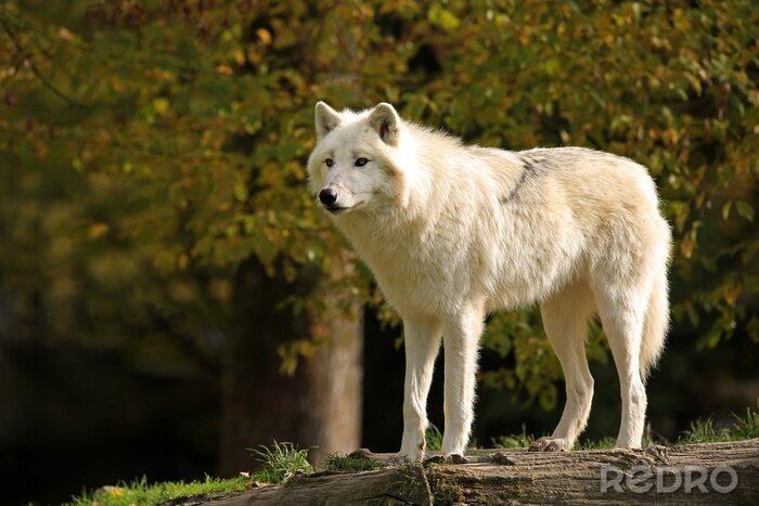 Poster Witte pluizige wolf