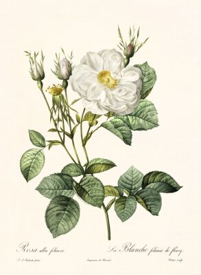 Poster Witte roos illustratie in retrostijl