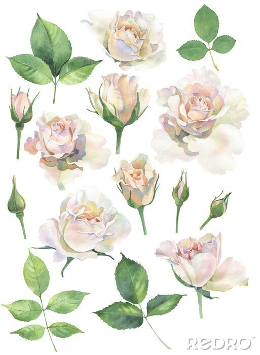 Poster Witte rozen en groene aquarel bladeren