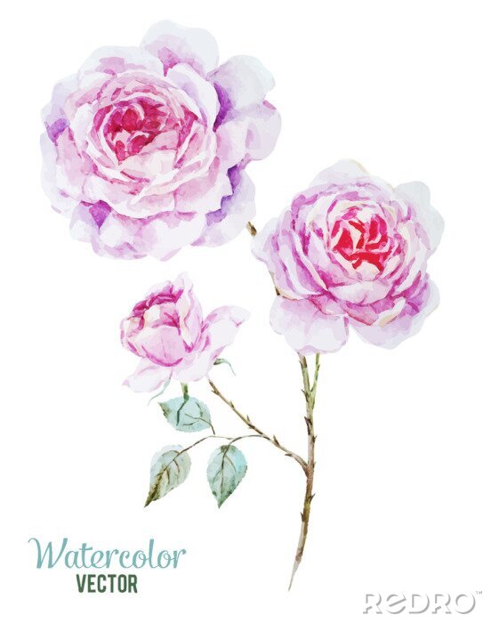 Poster Witte rozen met gearceerde roze bloemblaadjes
