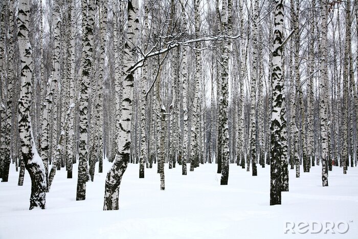 Poster Witte sneeuw op berkenbomen