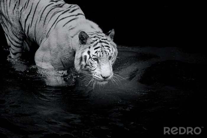 Poster Witte tijger die in het water loopt