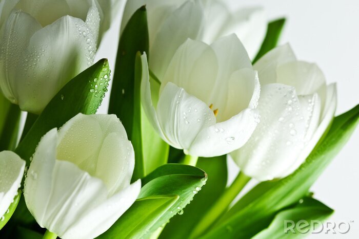Poster Witte Tulpen